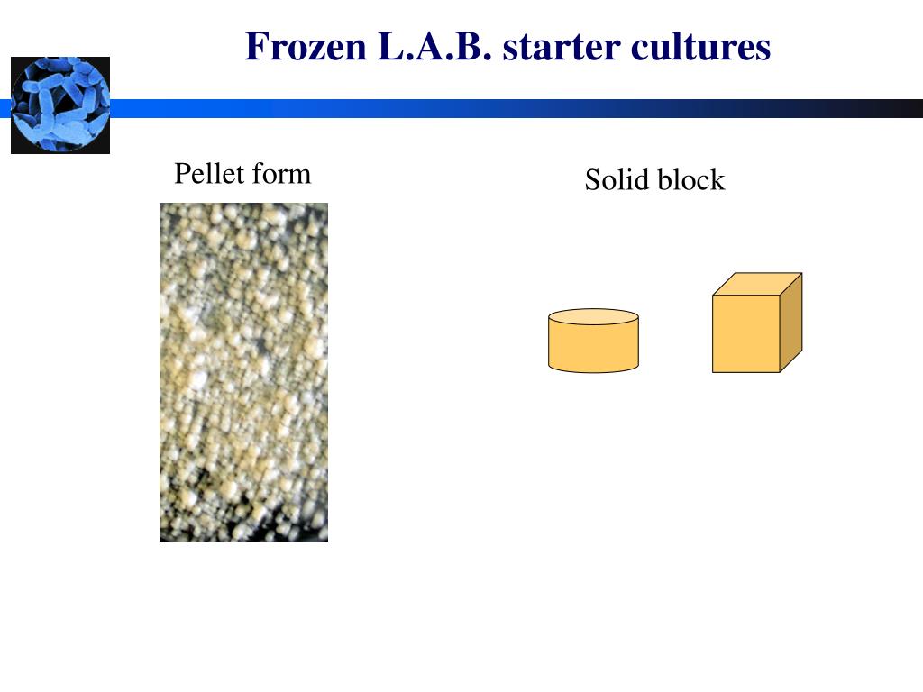 PPT Starter Cultures PowerPoint Presentation, free download ID770503