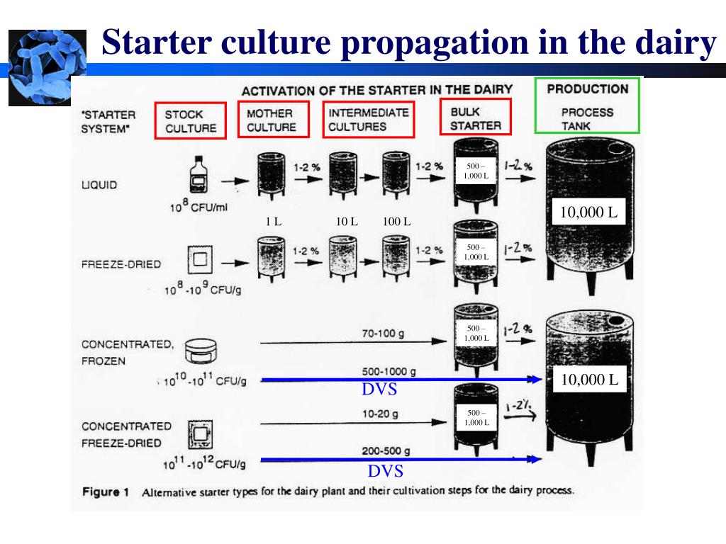 PPT Starter Cultures PowerPoint Presentation, free download ID770503