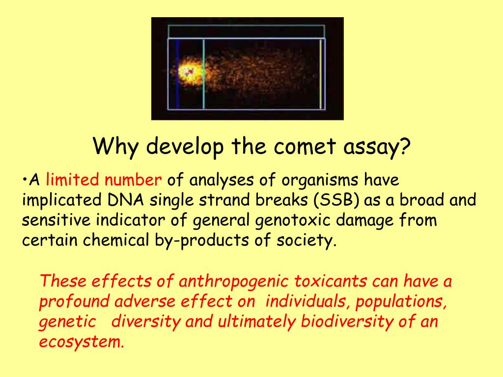 PPT Optimization of the Comet Assay for Use in Reptiles PowerPoint
