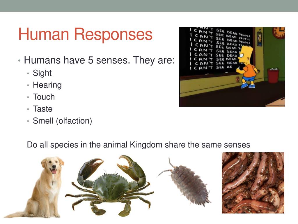 PPT Responses Innate and Learned Stimuli Taxis and Kinesis Navigation