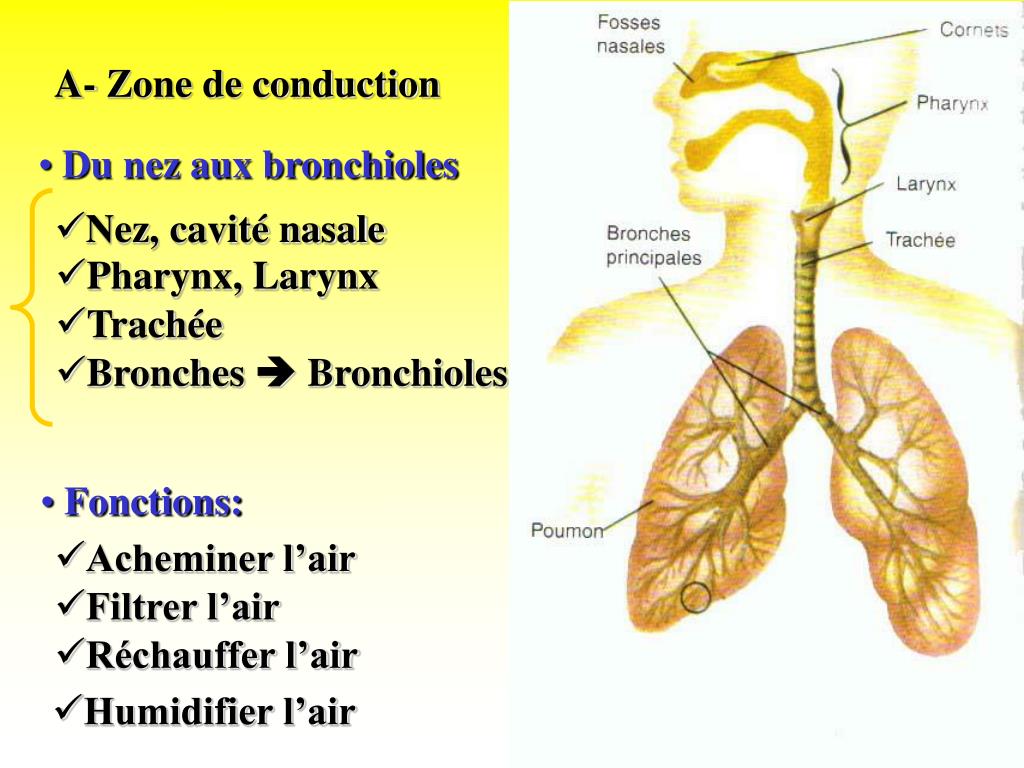 PPT La Respiration PowerPoint Presentation, free download ID772292