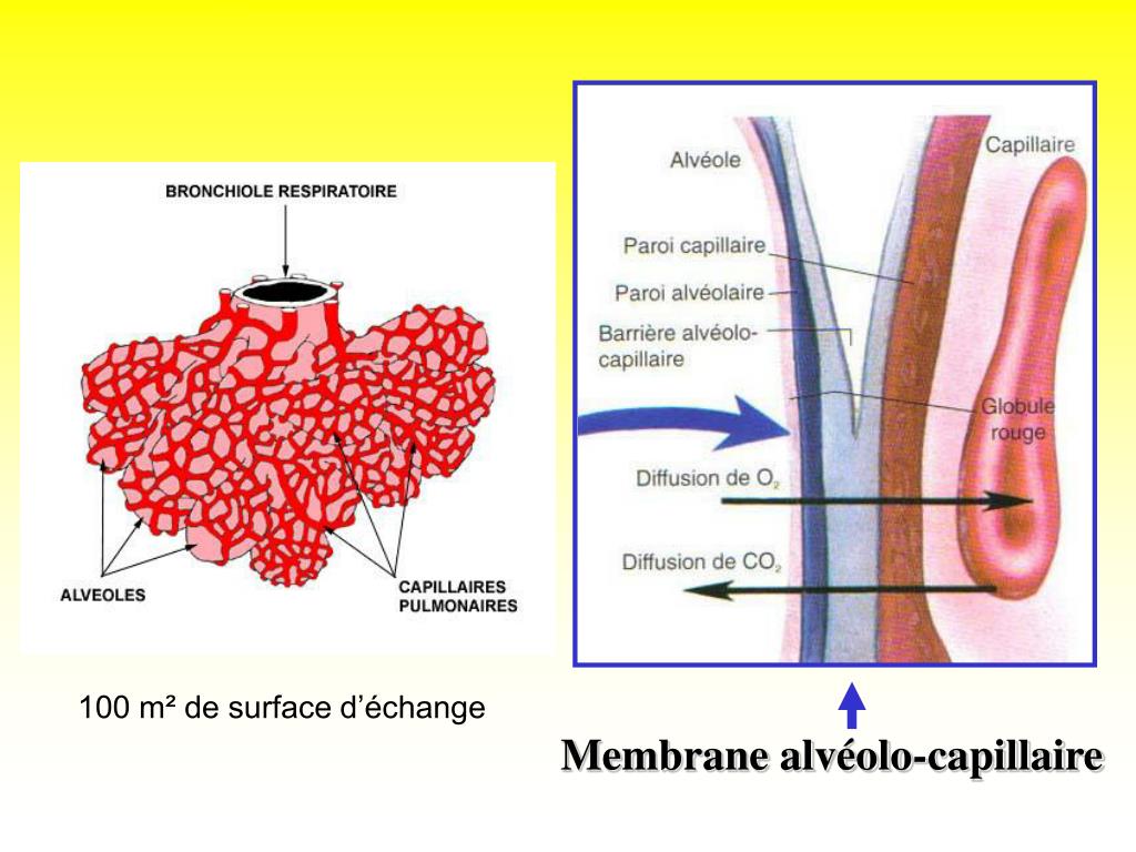PPT La Respiration PowerPoint Presentation, free download ID772292