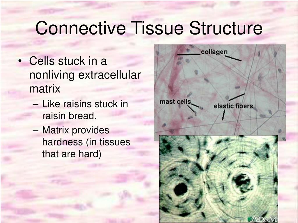 PPT Tissues PowerPoint Presentation, free download ID773686