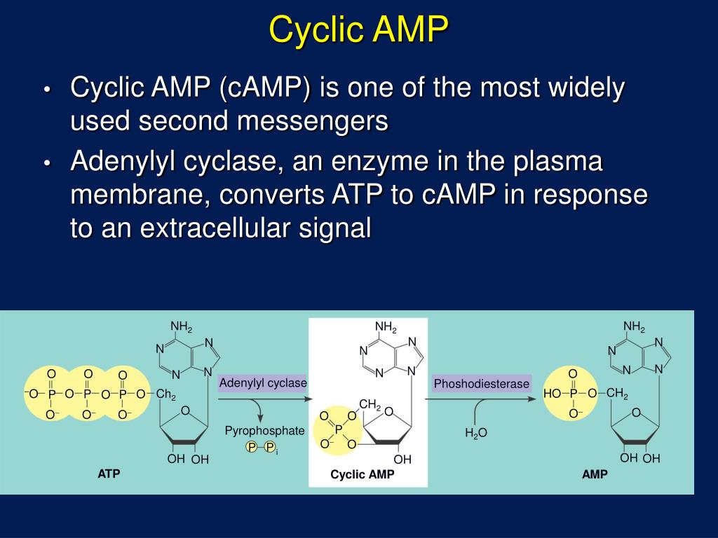 PPT Cell Communication PowerPoint Presentation, free download ID775232