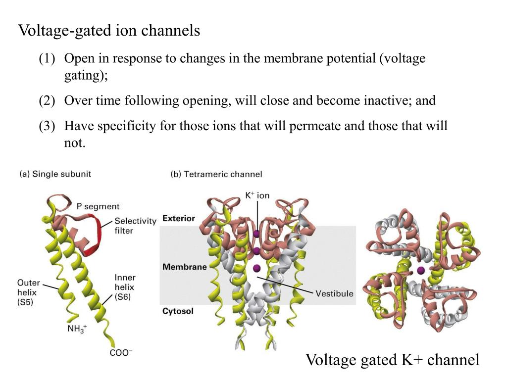 PPT Transport of Ions and Small Molecules Across Cell