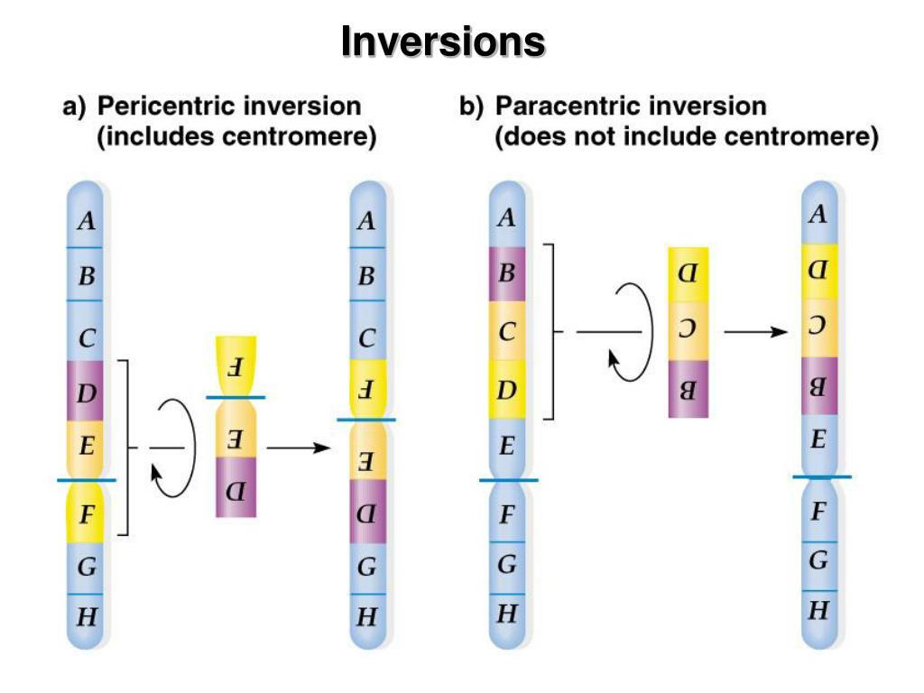 PPT CHROMOSOMAL MUTATIONS PowerPoint Presentation, free download ID