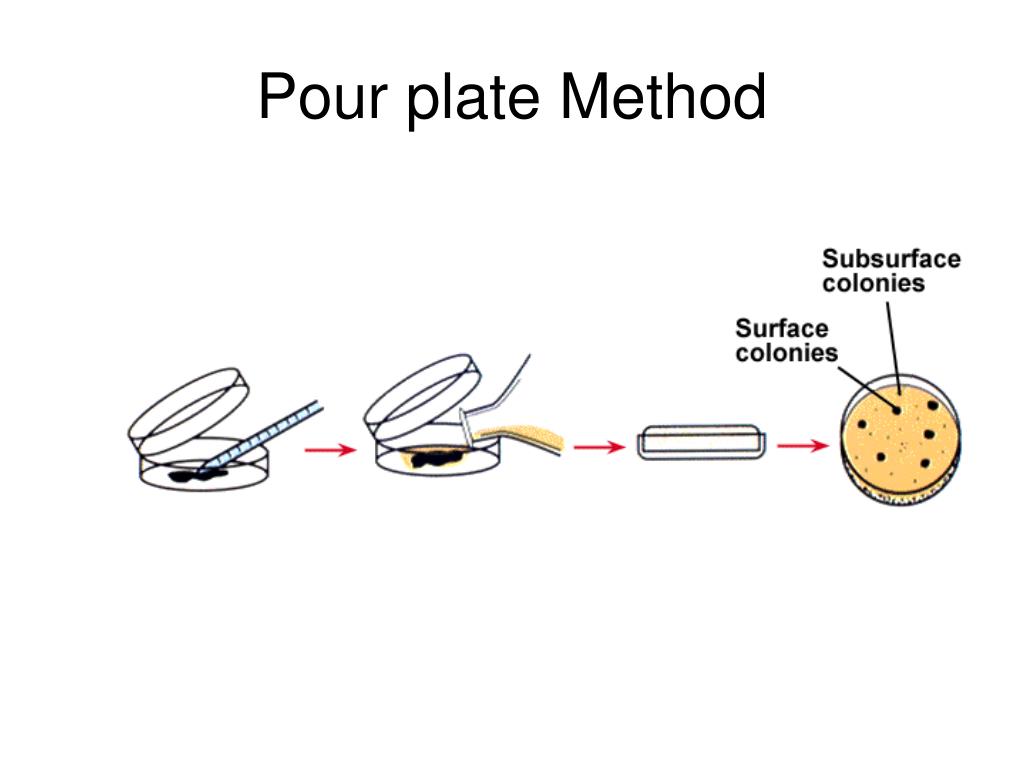 PPT Structure of Chromosomes and Microbial Growth PowerPoint