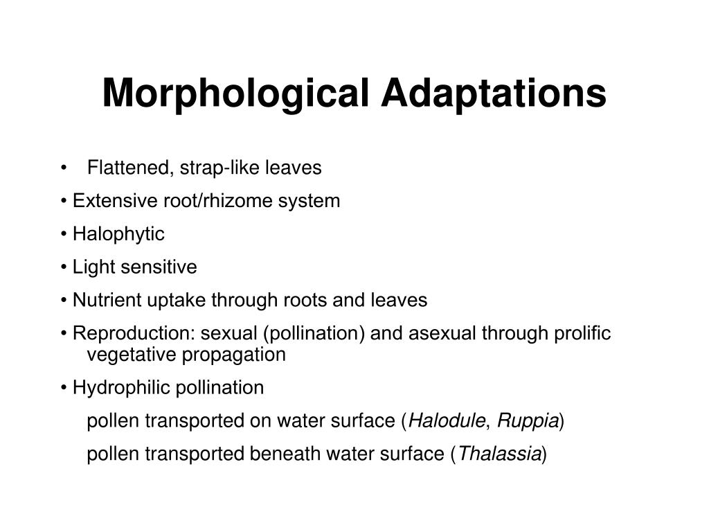 PPT Seagrasses PowerPoint Presentation, free download ID777398