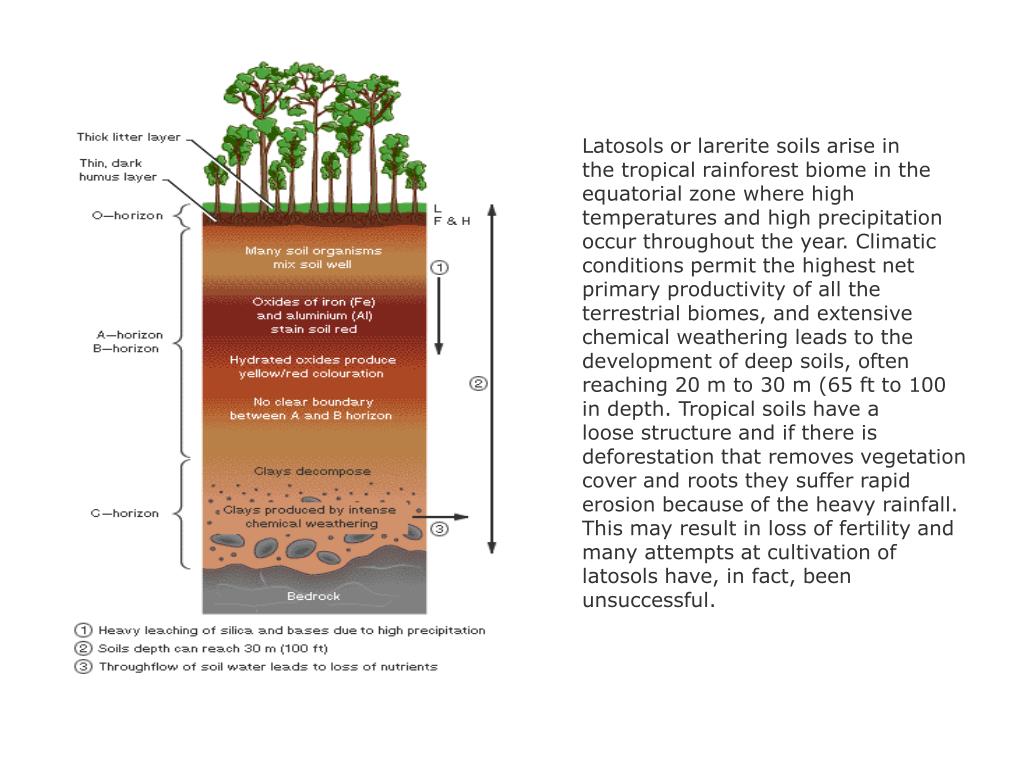 PPT Soils PowerPoint Presentation, free download ID777635