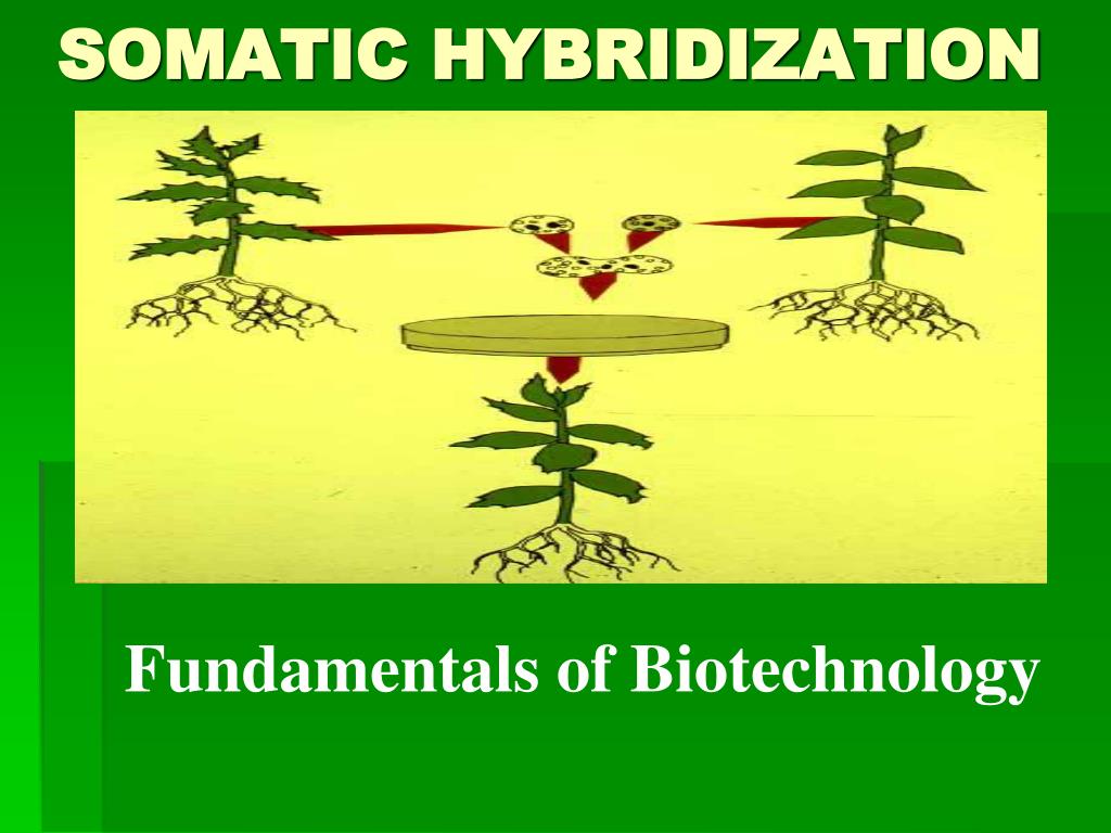 PPT SOMATIC HYBRIDIZATION PowerPoint Presentation, free download ID