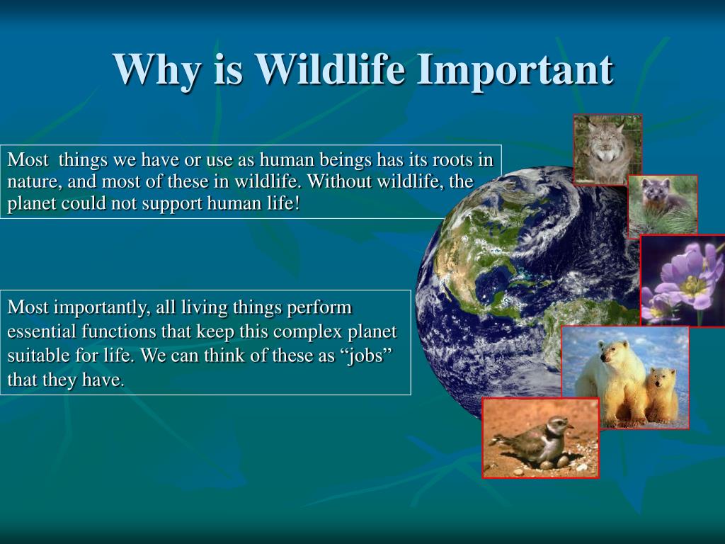 PPT Wildlife Systems PowerPoint Presentation, free download ID787449