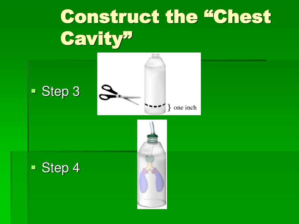 PPT Circulation and Respiration PowerPoint Presentation, free