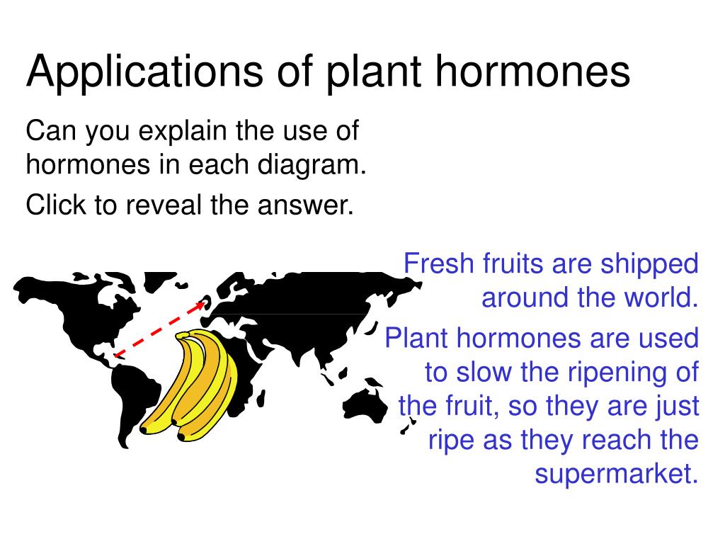 PPT Plant Hormones PowerPoint Presentation, free download ID790627