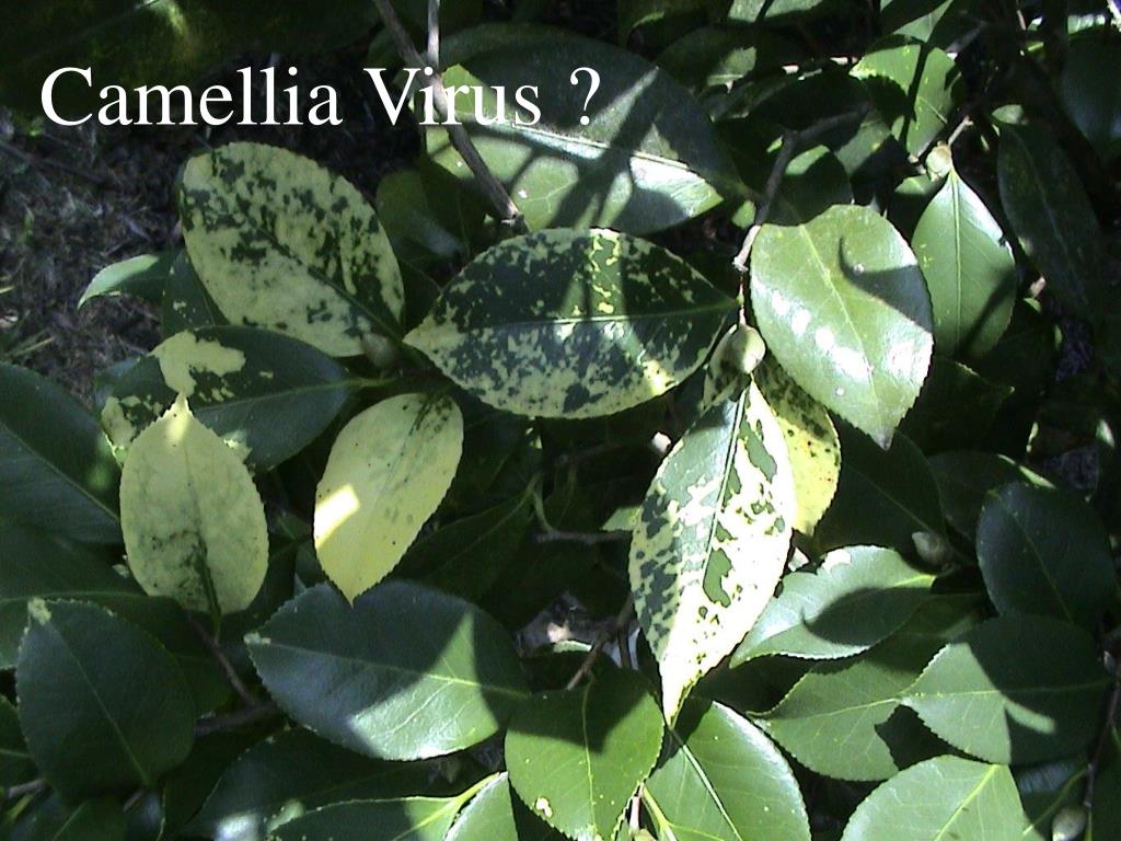 PPT Diseases and Disorders of Camellias PowerPoint Presentation, free