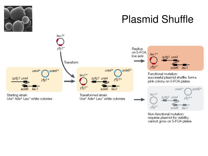 PPT Molecular Cell Biology of the Yeast Saccharomyces cerevisiae