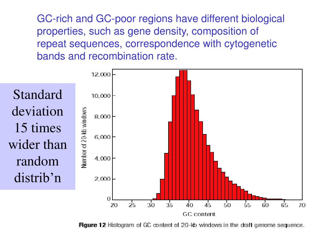 PPT The Human Genome PowerPoint Presentation, free download ID794803