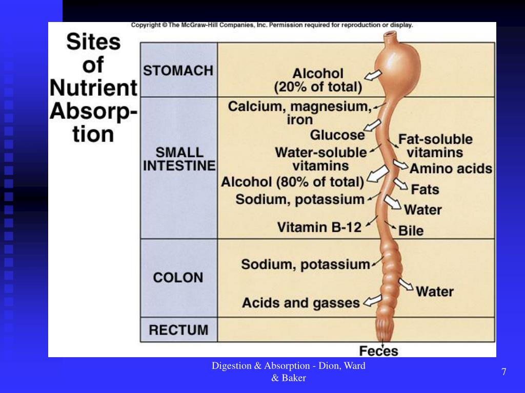 PPT Digestion and Nutrient Absorption PowerPoint Presentation, free download ID795705