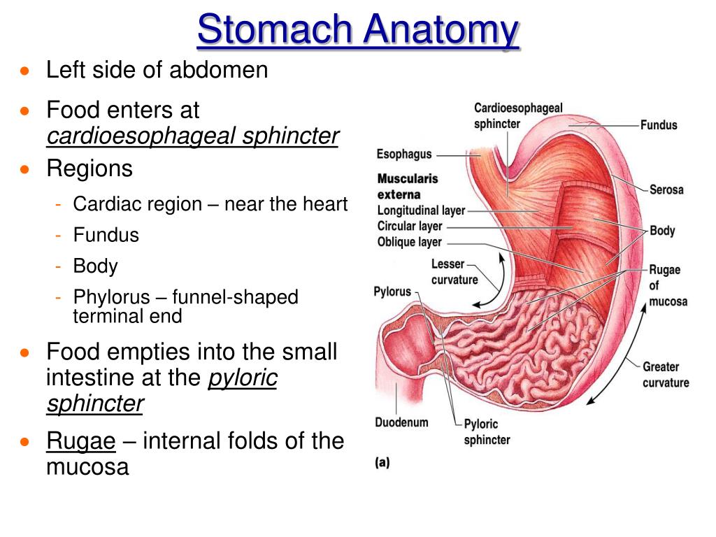 PPT Chapter 14 The Digestive System and Body Metabolism PowerPoint