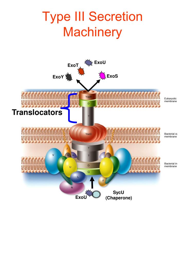 PPT Defining the role of the Pseudomonas aeruginosa chaperone SpcU in