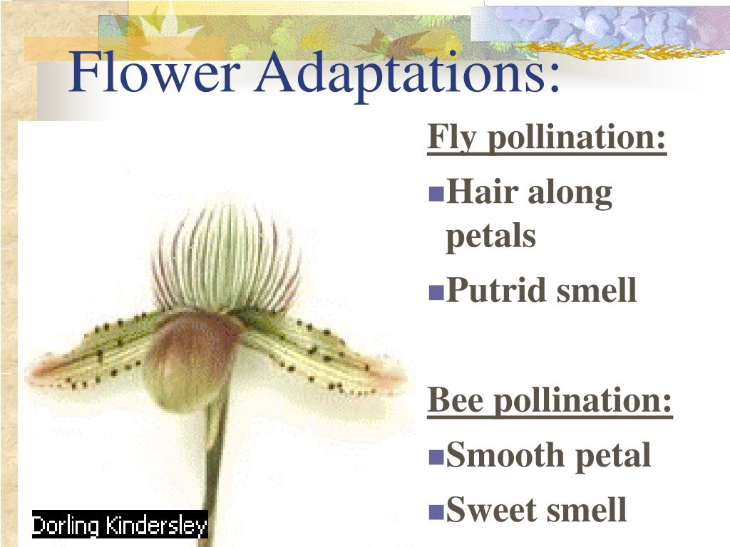 PPT Theory of Evolution PowerPoint Presentation, free download ID