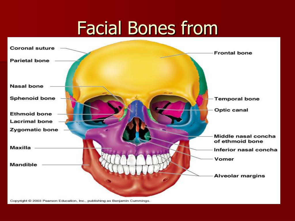 PPT SKELETAL SYSTEM PowerPoint Presentation, free download ID803100