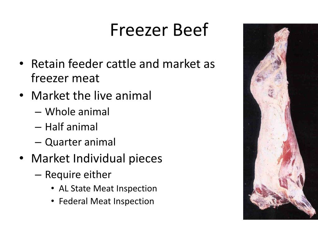 PPT Feeder Cattle Market Outlets PowerPoint Presentation, free download ID803465