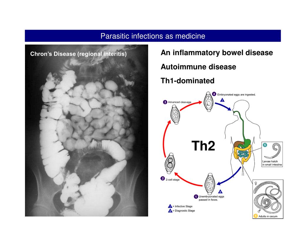 PPT Infection of parasite nematodes confounds vaccination efficacy