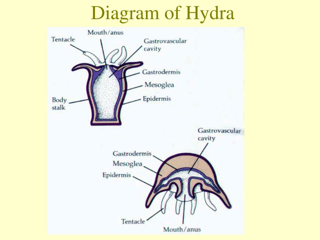 PPT - Cnidarians PowerPoint Presentation, free download - ID:80480