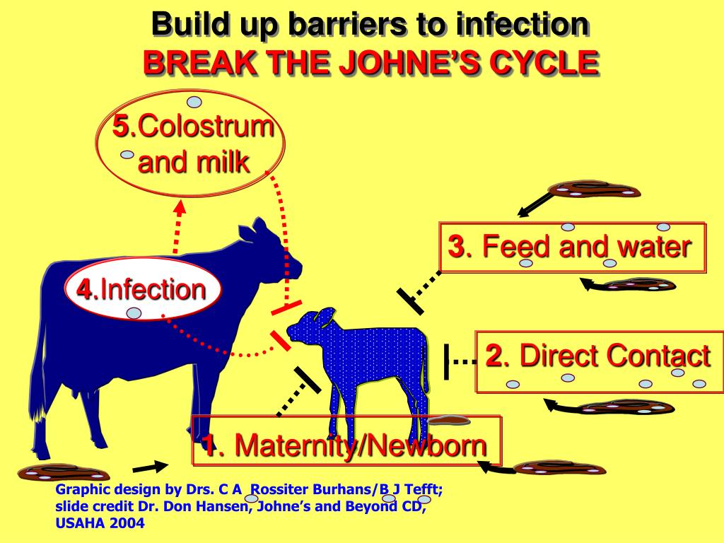 PPT Johne’s Disease and Your Herd PowerPoint Presentation, free