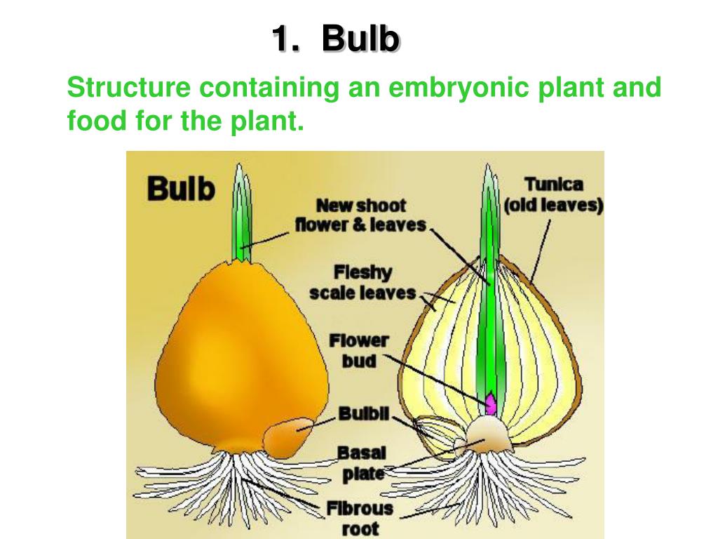 PPT BULBS PowerPoint Presentation, free download ID80589