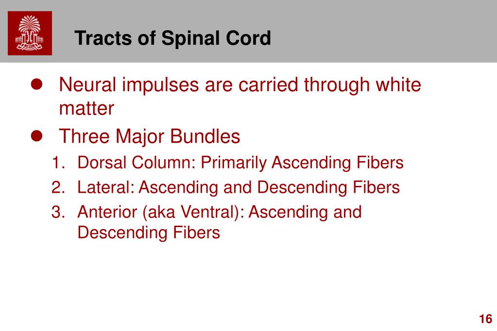 PPT Chapters 11 Motor System Spinal Cord PowerPoint Presentation