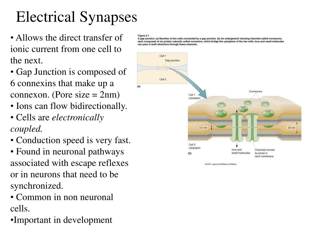 PPT Synaptic Transmission PowerPoint Presentation, free download ID