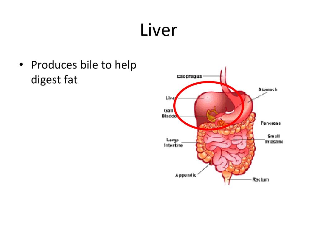 PPT Physical vs. Chemical Changes in Digestion PowerPoint