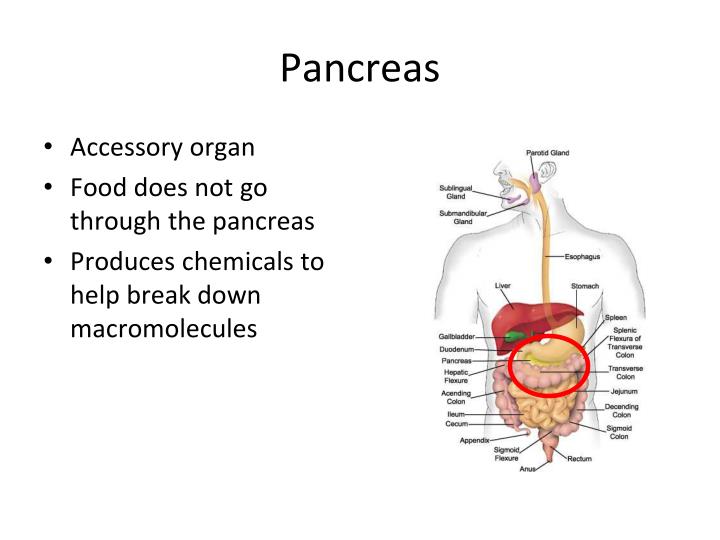 PPT Physical vs. Chemical Changes in Digestion PowerPoint