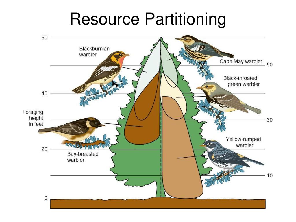 PPT Biological Communities and Species Interaction PowerPoint