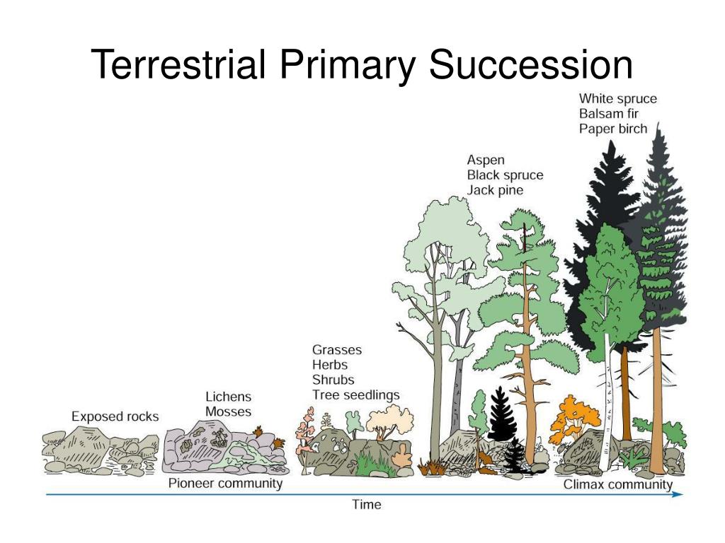 PPT Biological Communities and Species Interaction PowerPoint