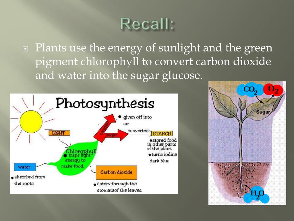 PPT Photosynthesis PowerPoint Presentation, free download ID815082