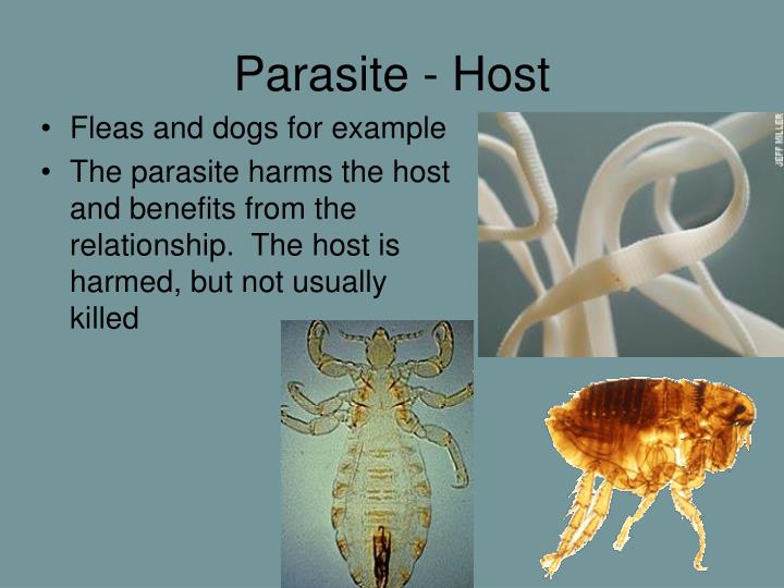 PPT Introduction to Ecology PowerPoint Presentation ID816378