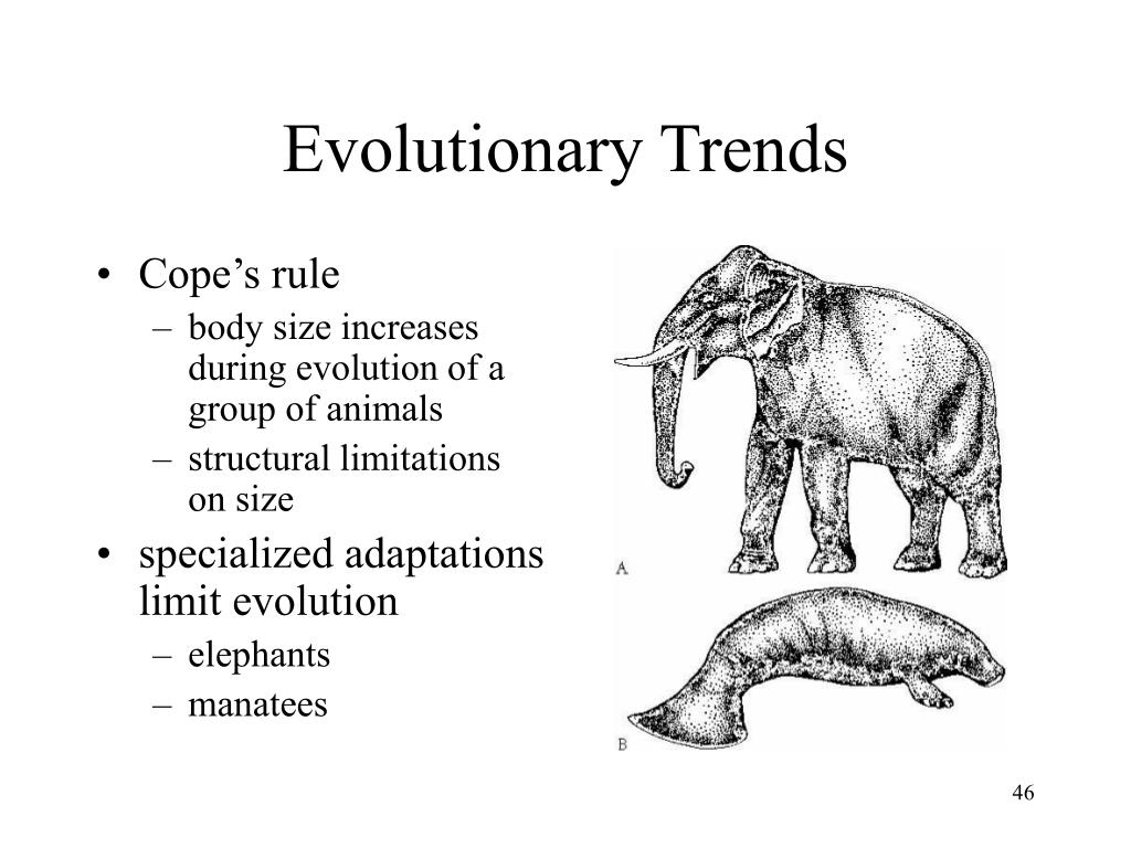 PPT Chapter 7 PowerPoint Presentation, free download ID81733