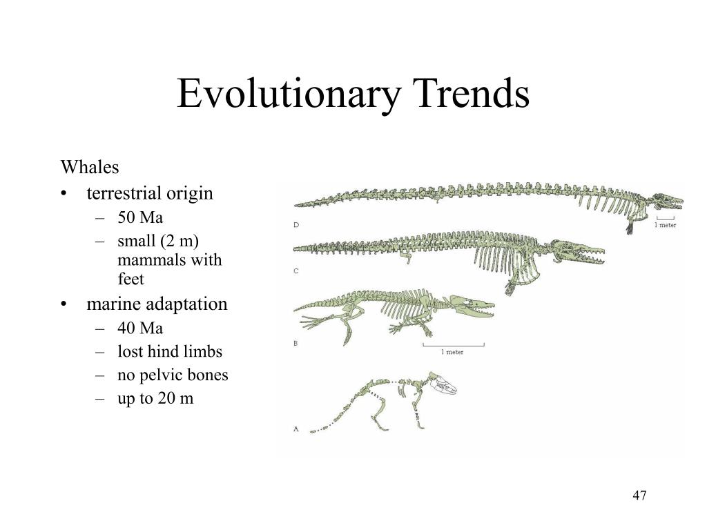 PPT Chapter 7 PowerPoint Presentation, free download ID81733