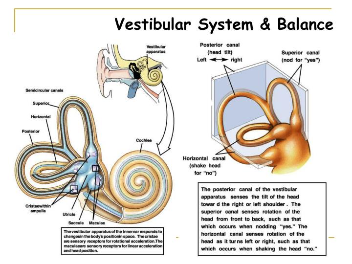 PPT VESTIBULOCOCHLEAR NERVE PowerPoint Presentation ID818642