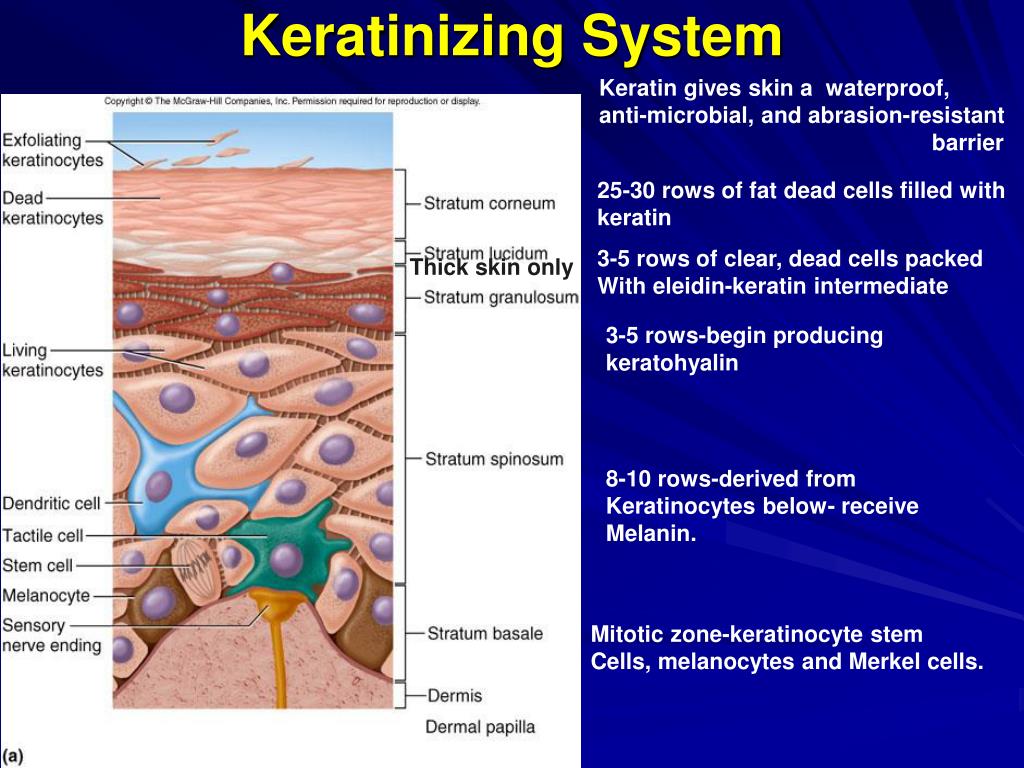 PPT The Integumentary System PowerPoint Presentation, free download