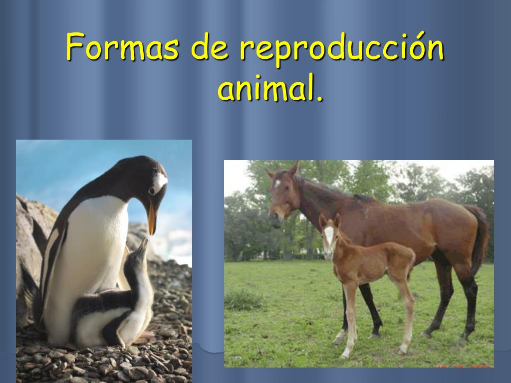 PPT Los animales y su reproducción PowerPoint Presentation, free