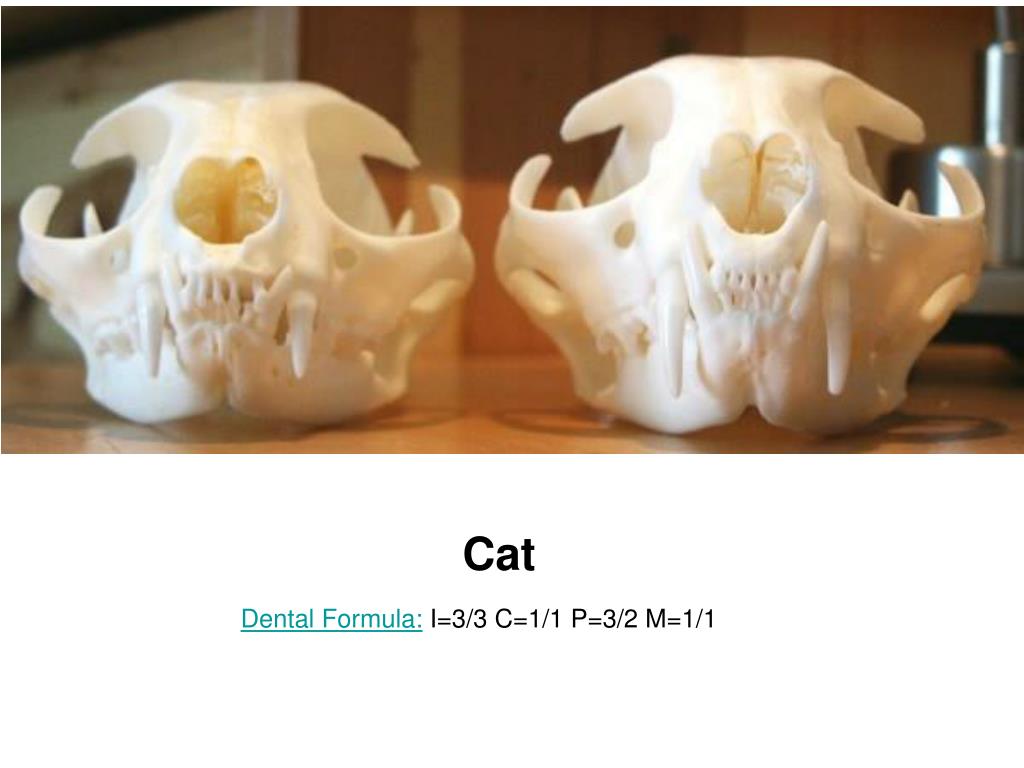 PPT Mammalian Dental Formulas PowerPoint Presentation, free download