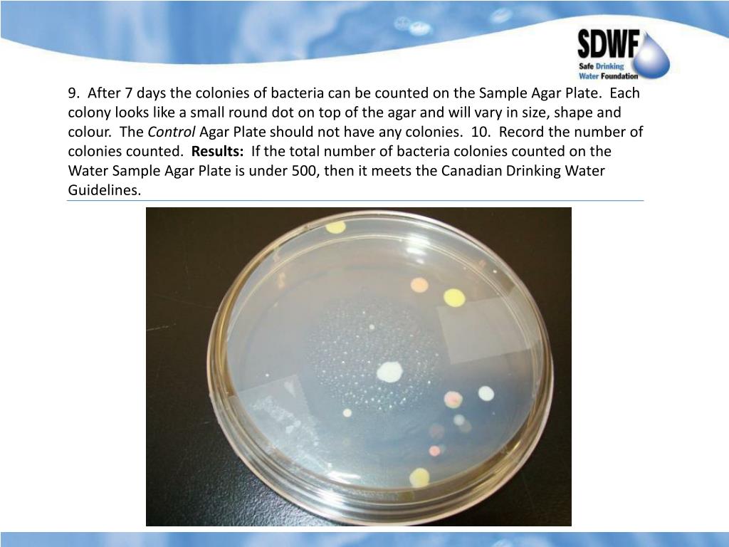 PPT Heterotrophic Plate Count Test PowerPoint Presentation, free