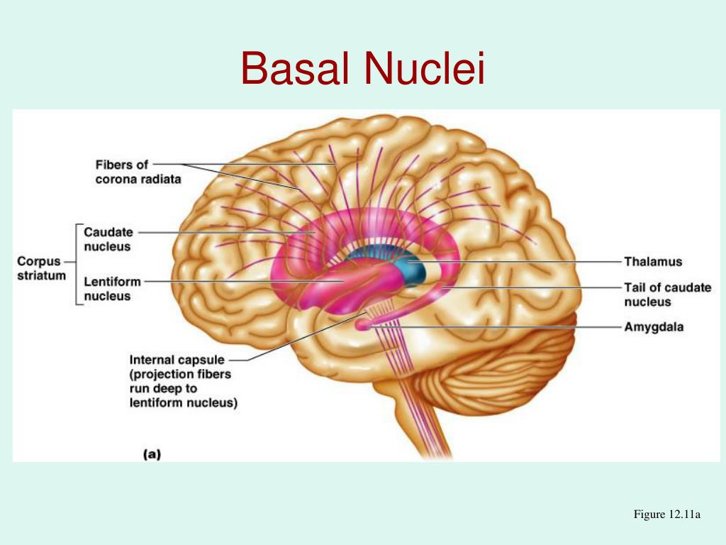 PPT Exercise 19 PowerPoint Presentation, free download ID834082