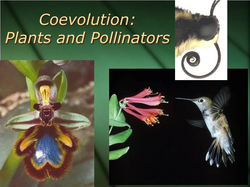 PPT Causes of Diversity and Evolution of Life on Earth PowerPoint Presentation ID836749