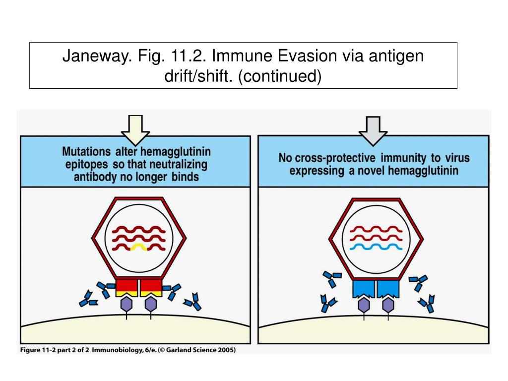 PPT Immunity to Infectious Diseases PowerPoint Presentation, free