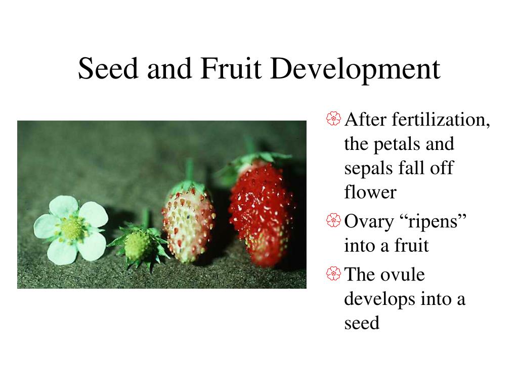 PPT Plant Reproduction PowerPoint Presentation, free download ID840460