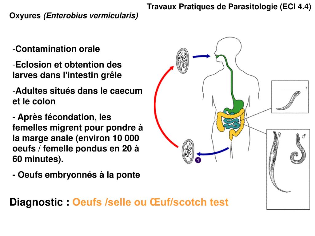 PPT Travaux Pratiques de Parasitologie (ECI 4.4) PowerPoint